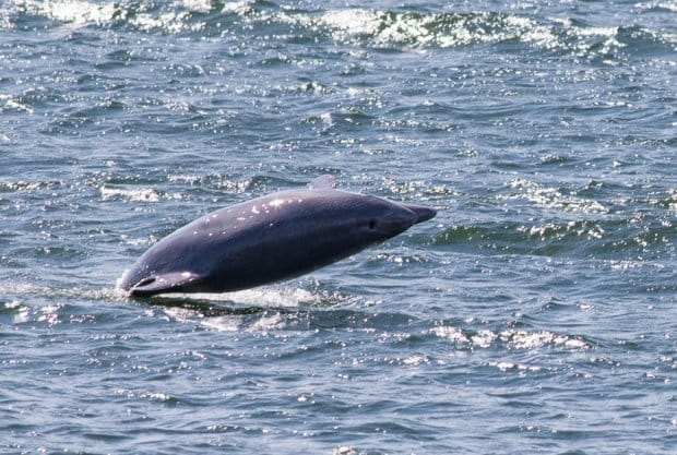 Bottlenose Dolphins spotted for the first time in the Baltic since 19th century
