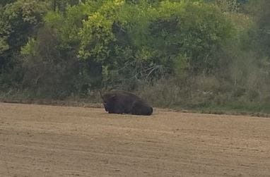 image Bison be chillin