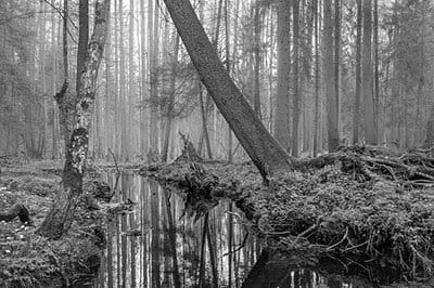 230 VIPs beg Polish govt to stop cutting down ancient forest