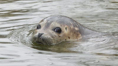 image Baltic grey seal