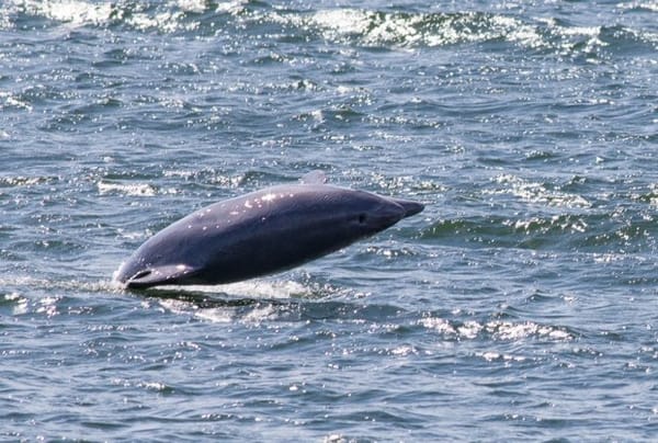 Bottlenose Dolphins spotted for the first time in the Baltic since 19th century