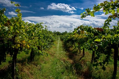image rows of grape vines