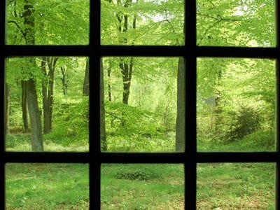 image forest seen through barred window