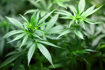 Polish MP proposes medical marihuana law act