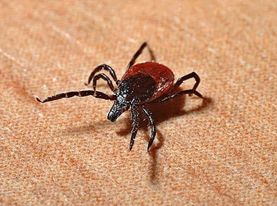 Watch out for ticks in Polish forests and parks