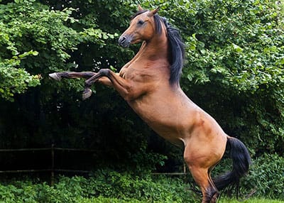 Low celeb turnout feared for Polish Arabian Horse Days following death of two mares