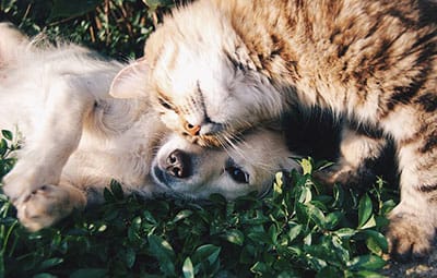 Cats and dogs donate blood to help their (animal) friends