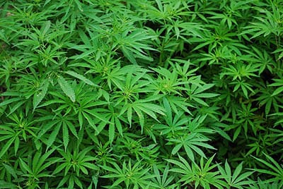 Polish govt wants to cultivate marijuana locally as "it will be cheaper" than Dutch imports