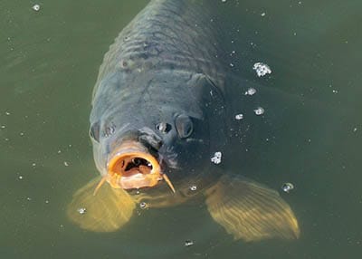 Battle for Polish carps rights ended - good news for animal activists