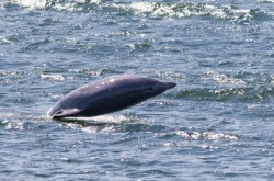 Bottlenose dolphin off the coast of Poland