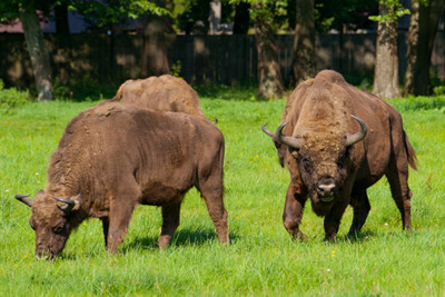 image the Polish Bison