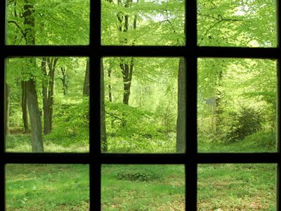 image forest seen through barred window