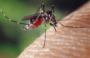 The virus is extremely durable - it can last up to six months in human body